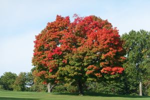 Fenway 13th Red Tree